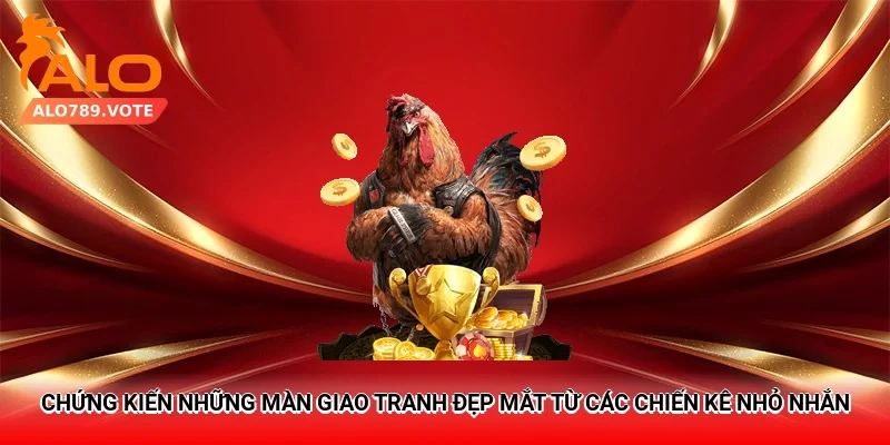 Chứng kiến những màn giao tranh đẹp mắt từ các chiến kê nhỏ nhắn