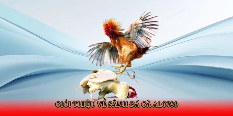 Giới thiệu về sảnh đá gà Alo789